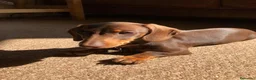 Teckel perros en venta: Teckel Chocolate en Barcelona - Anuncio 1