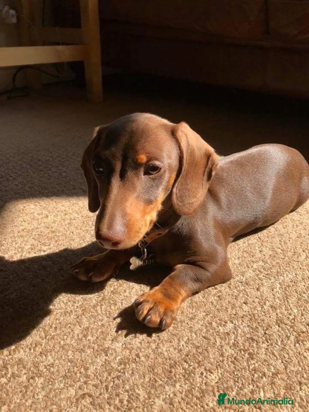Teckel perros en venta: Teckel Chocolate en Barcelona - Anuncio 1