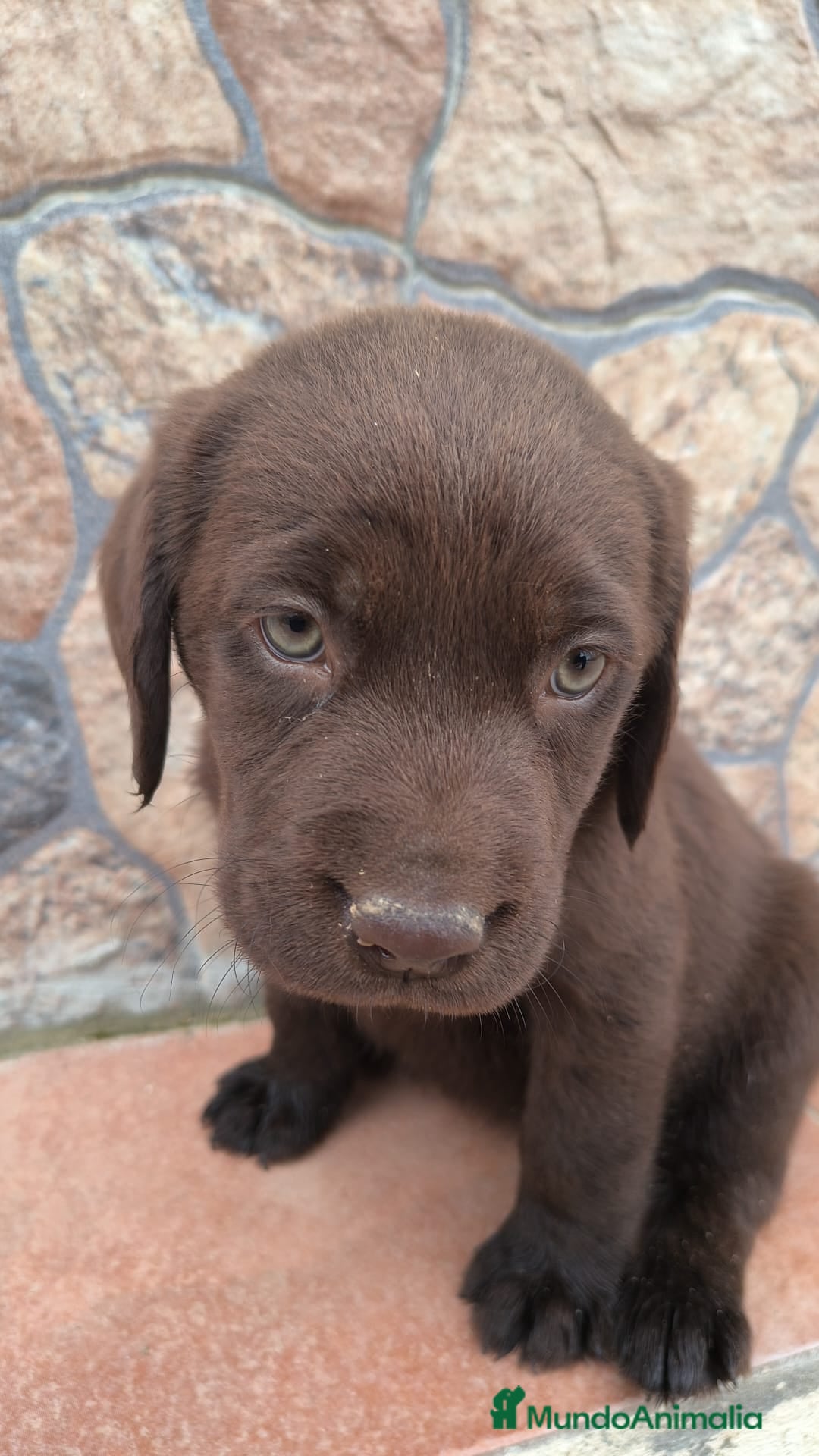 Labrador Retriever perros Espectacular camada de labrador chocolate  - Anuncio 2