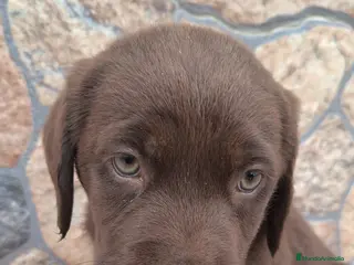 Labrador Retriever perros Espectacular camada de labrador chocolate - Anuncio 2