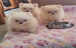 Pomerania perros en venta: Pomerania  - Imagen 2