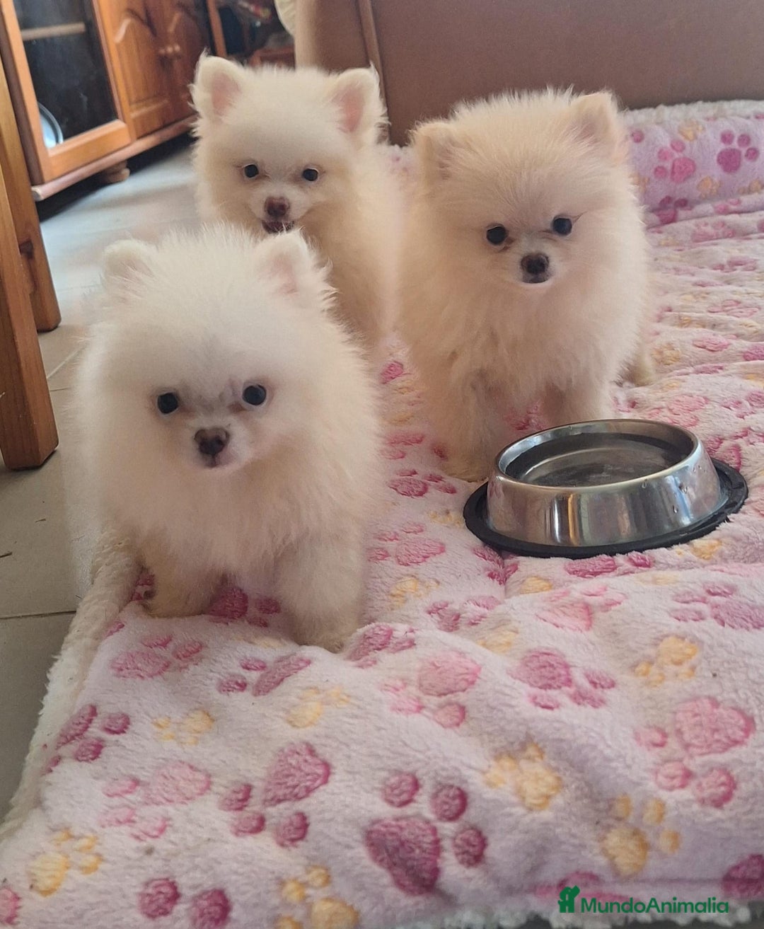 Pomerania perros en venta: Pomerania  - Imagen 2