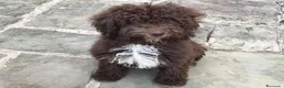 Perro de Agua Español perros en venta: CACHORROS PERRO DE AGUA  - Anuncio 4