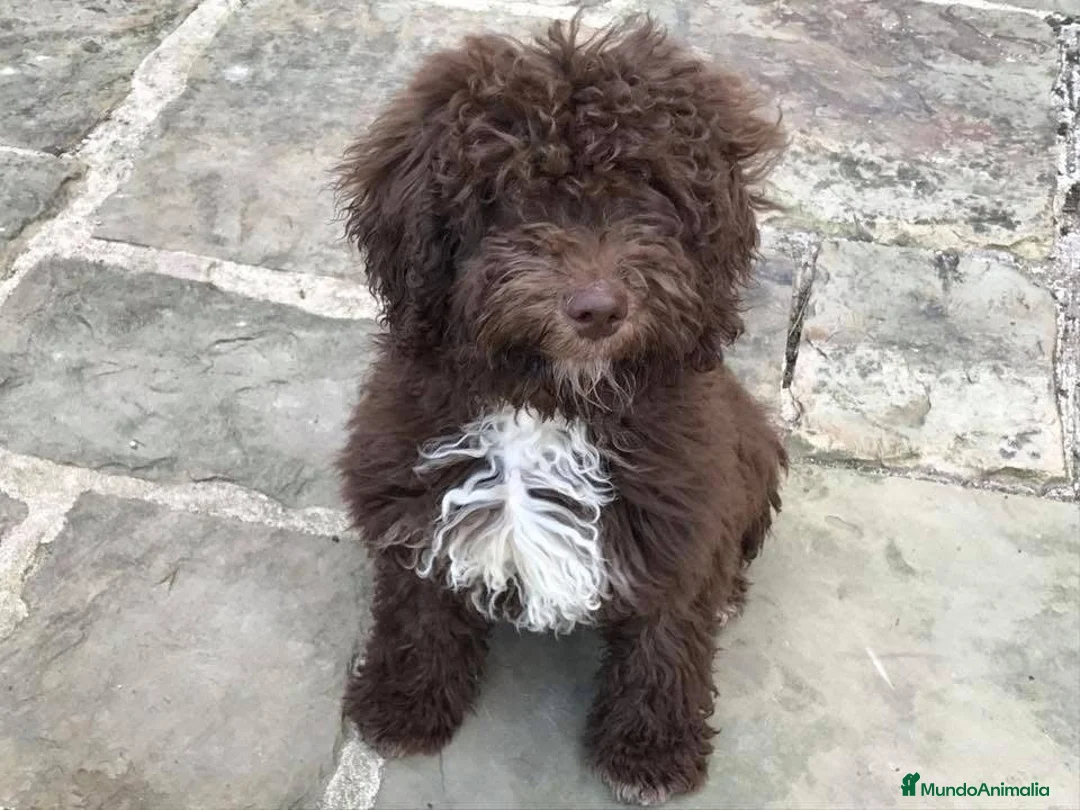 Perro de Agua Español perros en venta: CACHORROS PERRO DE AGUA  - Anuncio 4