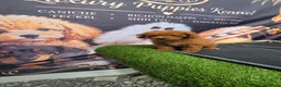 Caniche Toy perros en venta: Caniche toy 50% asiatico - Anuncio 2