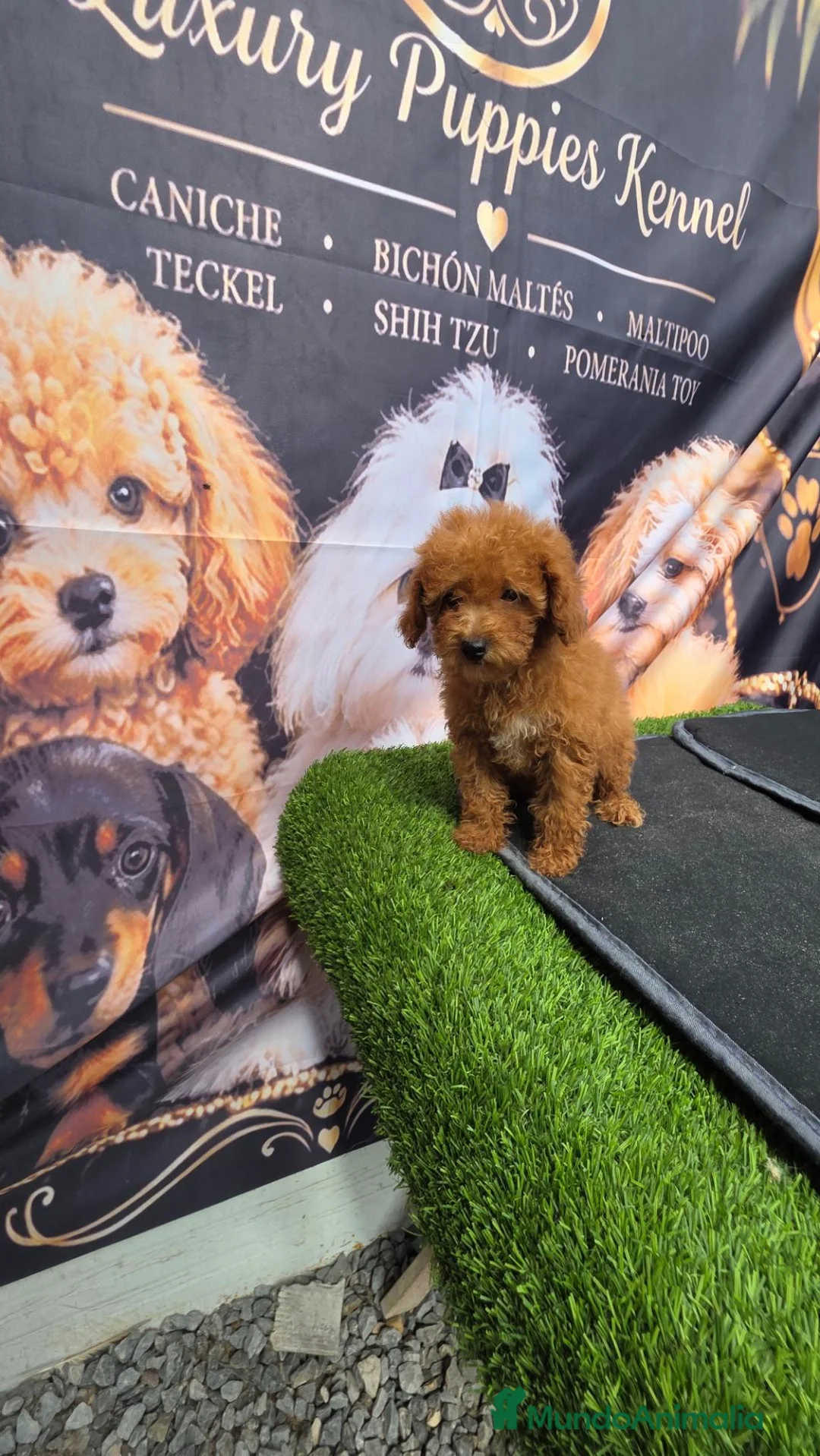Caniche Toy perros en venta: Caniche toy 50% asiatico - Anuncio 2