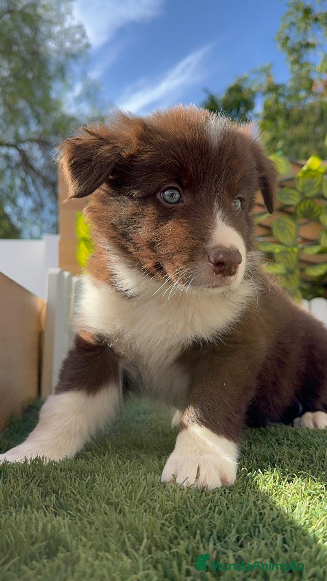 Border Collie perros en venta: BORDER COLLIE MACHO CHOCOLATE - Imagen 18