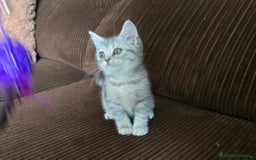 Scottish Straight gatos en venta: Gatcot.com - Imagen 3