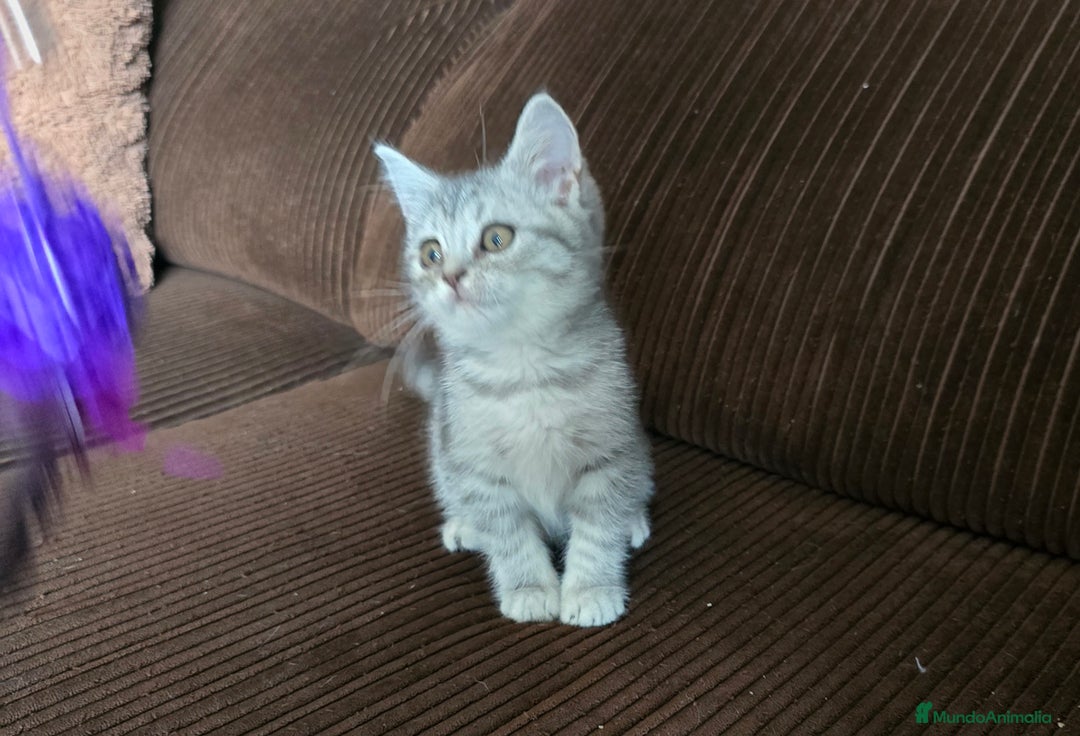 Scottish Straight gatos en venta: Gatcot.com - Imagen 3