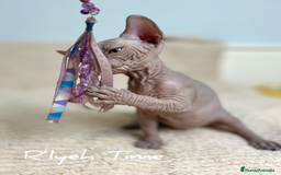 Sphynx gatos en venta: Sphynx - Imagen 8
