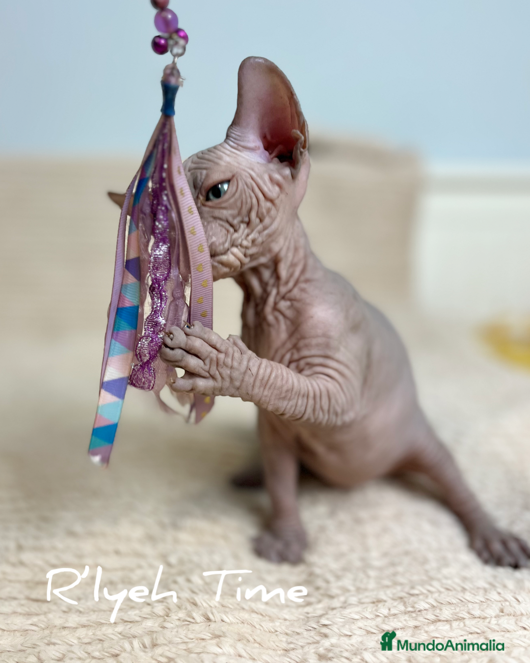 Sphynx gatos en venta: Sphynx - Imagen 8