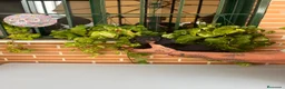 Teckel Miniatura perros en venta: Teckel mini  - Anuncio 1