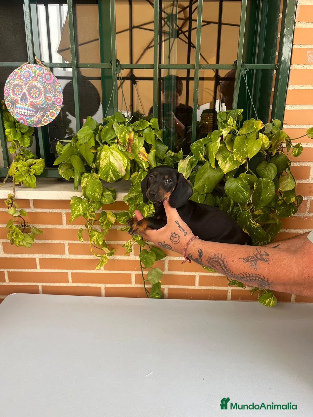 Teckel Miniatura perros en venta: Teckel mini  - Anuncio 1