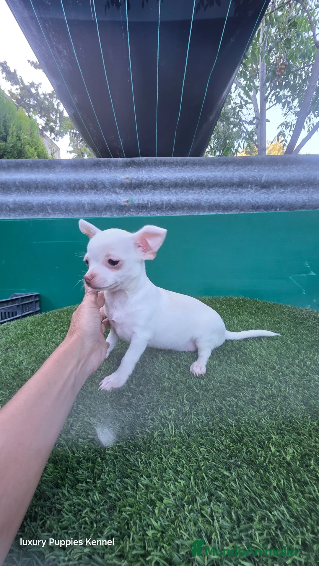 Chihuahua perros en venta: Chihuahuas minis  - Anuncio 1