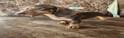 Teckel perros en venta: Teckel kanichen precio real. - Anuncio 26