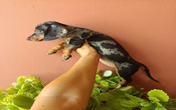 Teckel Miniatura perros en venta: Teckel arlequín - Imagen 1