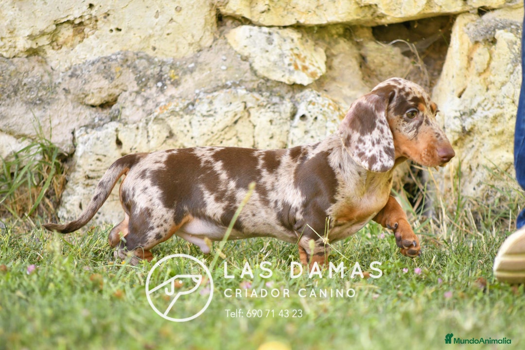 Teckel perros en venta: Teckel 🌭 Pequeños de patas, grandes de alma en Burgos - Imagen 4