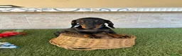 Teckel perros en venta: Teckel miniatura negro fuego  - Anuncio 2