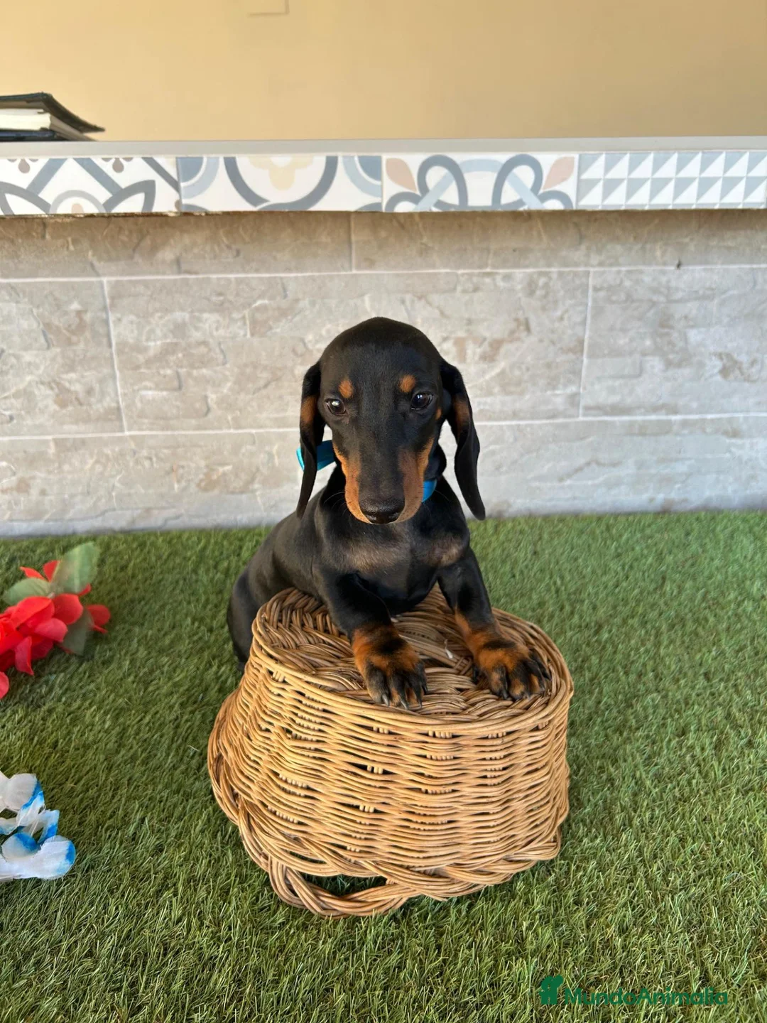 Teckel perros en venta: Teckel miniatura negro fuego  - Anuncio 2