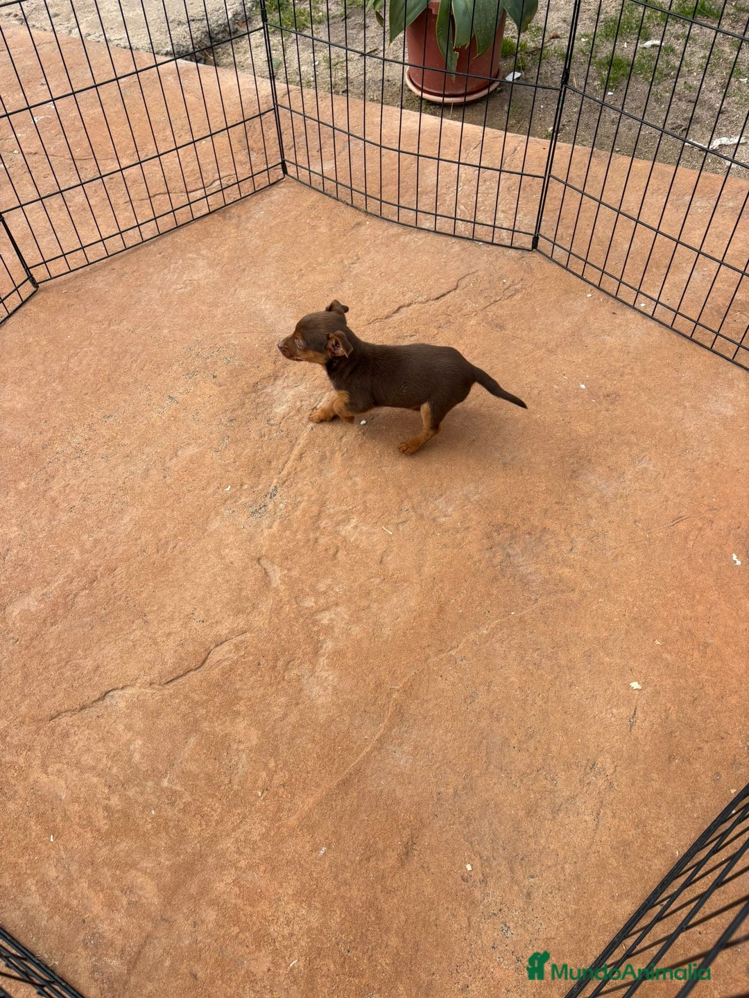 Pinscher Miniatura perros en venta: Mini-pinscher chocolate hembra - Anuncio 4