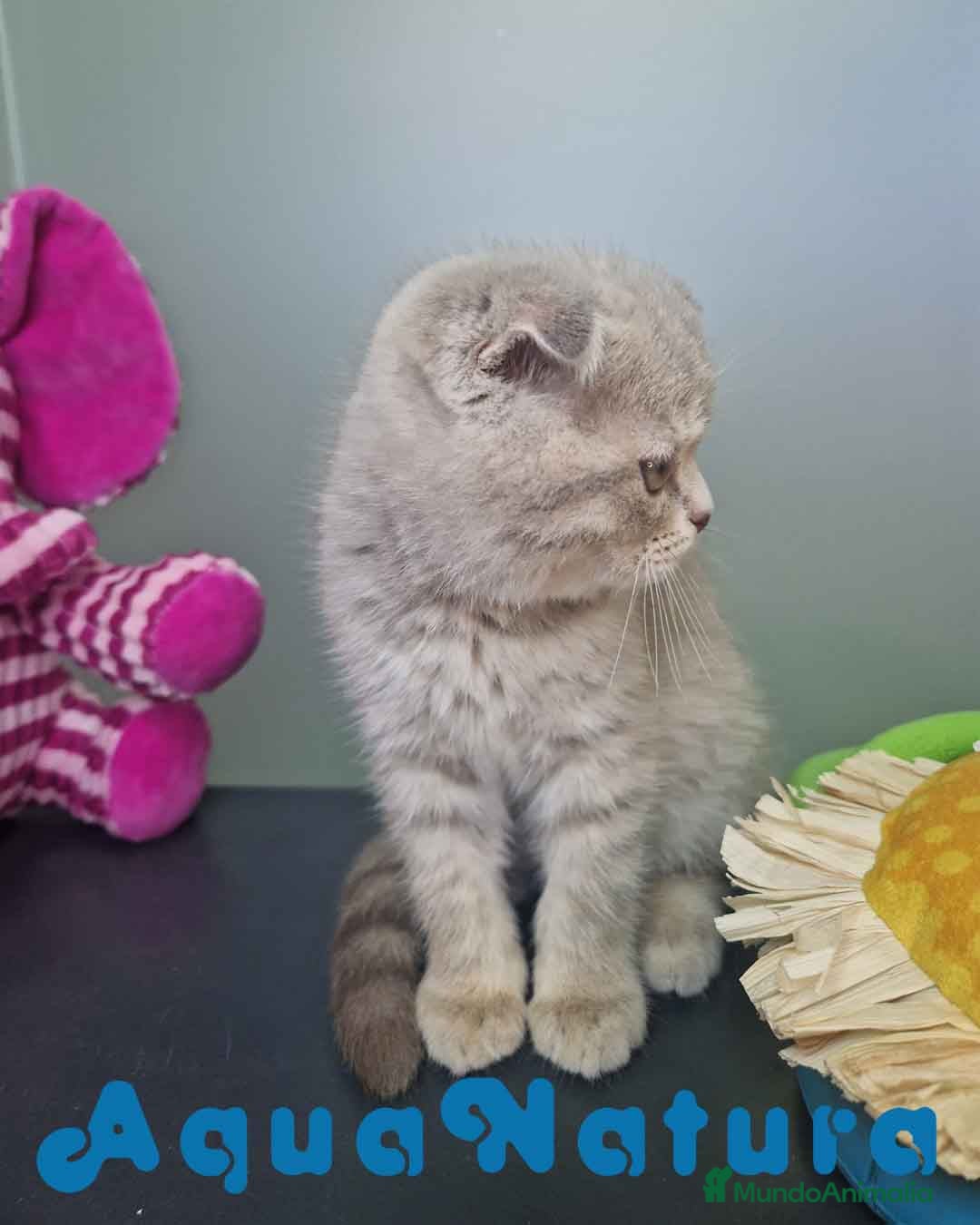 Scottish Fold gatos en venta: Scottish Fold Macho 7913 AQUANATURA - Imagen 8