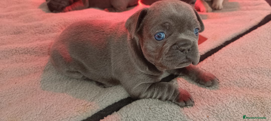 Bulldog Francés perros en venta: Bulldog francés  en León - Imagen 7