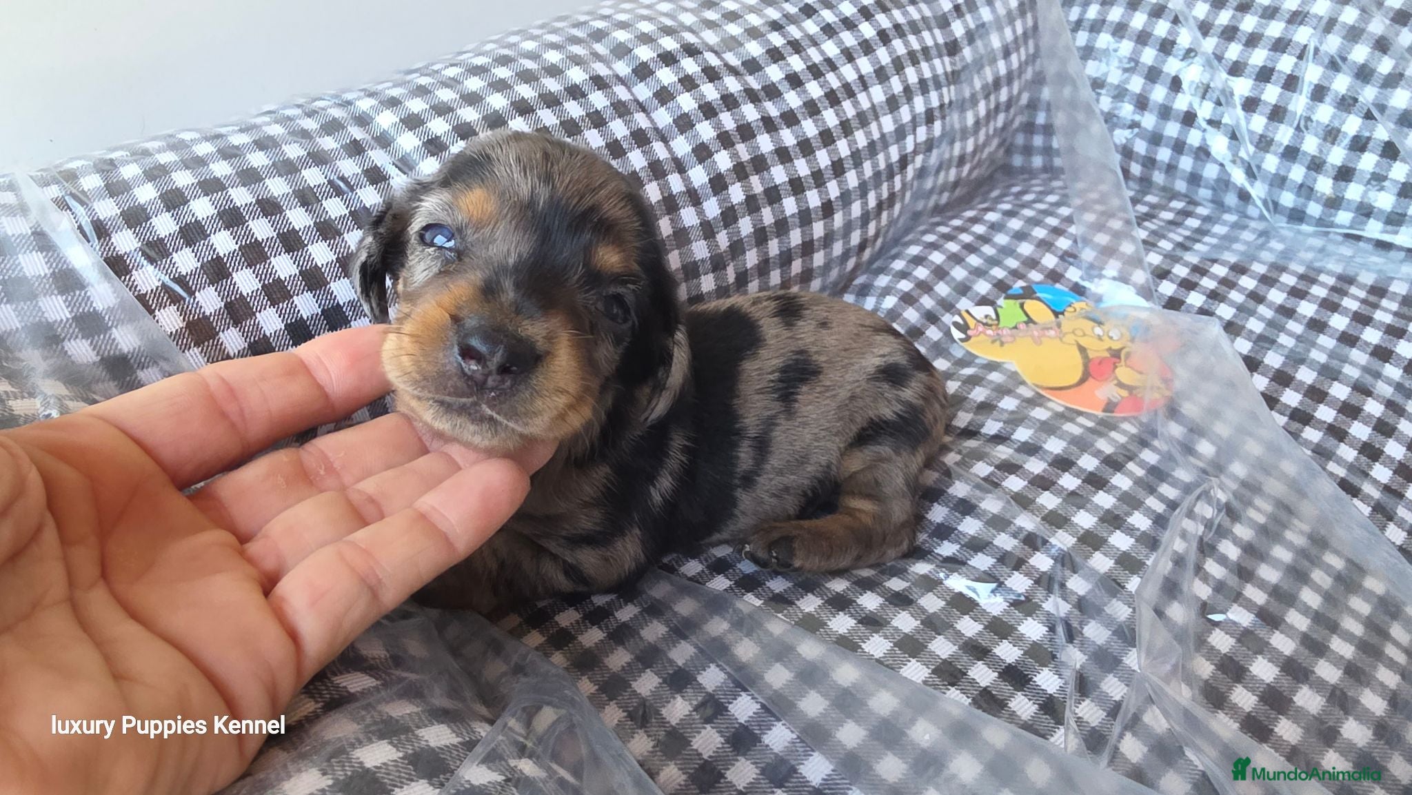 Teckel Miniatura perros Teckel kaninchen Benidorm  604370339 - Anuncio 40