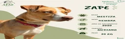 Raza Mixta perros en adopcion: ZAPE busca hogar - Anuncio 2