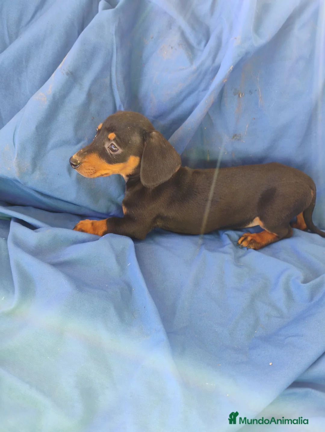 Teckel Miniatura perros en venta: Hembra teckel negro fuego miniatura  - Anuncio 1