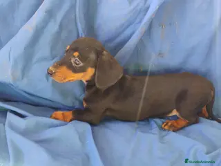 Teckel Miniatura perros Hembra teckel negro fuego miniatura - Anuncio 1