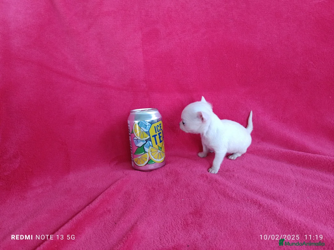 Chihuahua perros en venta: Chihuahua de bolsillo en Badajoz - Anuncio 4