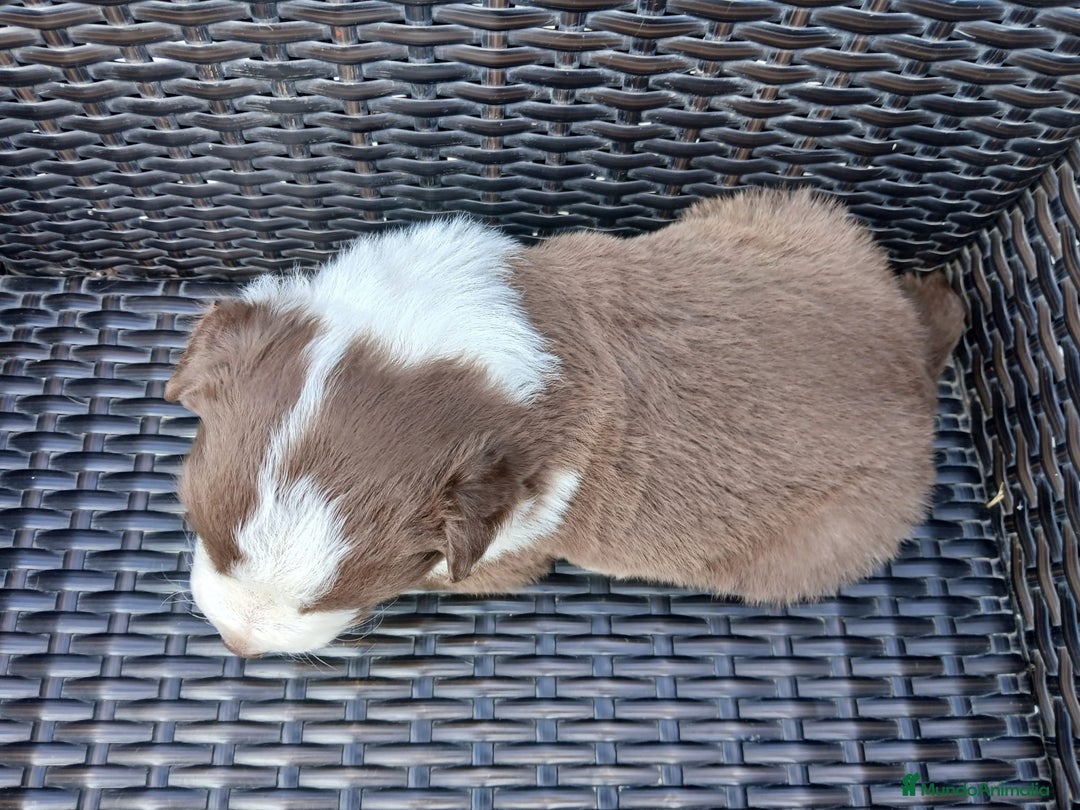 Border Collie perros en venta: Border Collie Chocolate  - Anuncio 3