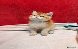 Británico de Pelo Corto gatos en venta: Monísimos British Golden  - Imagen 11