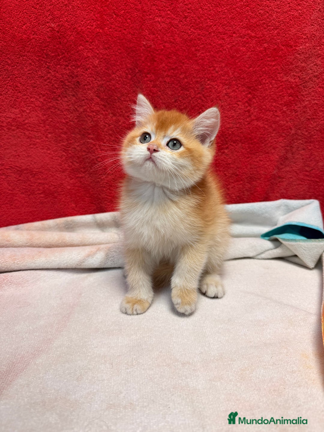 Británico de Pelo Corto gatos en venta: Monísimos British Golden  - Imagen 11