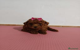 Caniche Toy perros en venta: Caniche toy - Imagen 4