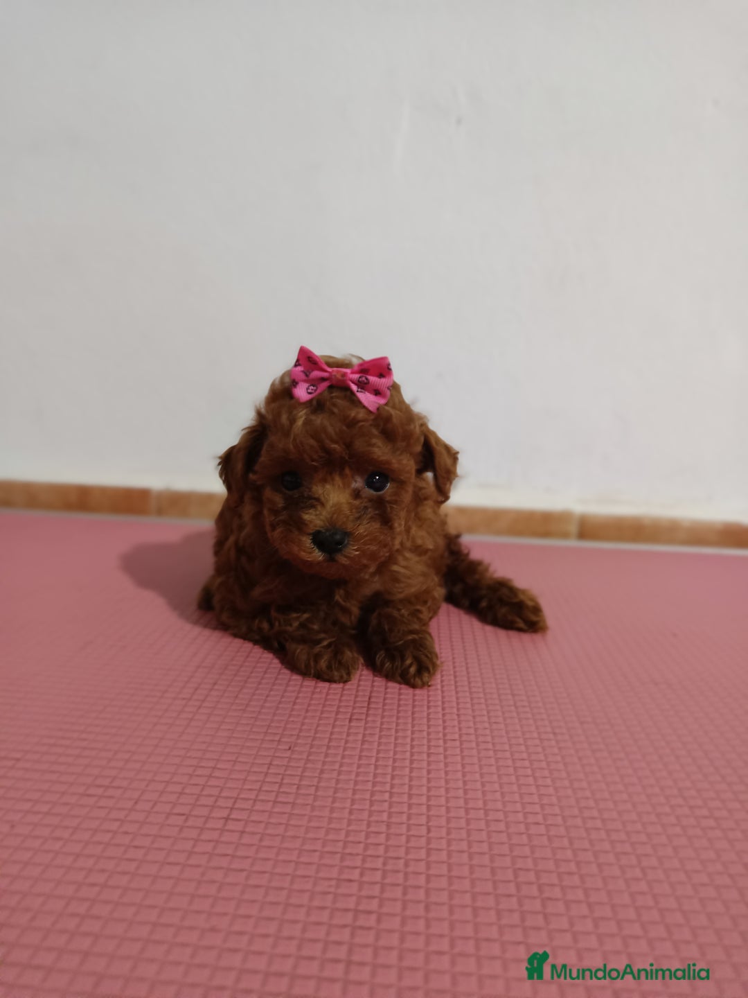 Caniche Toy perros en venta: Caniche toy - Imagen 4