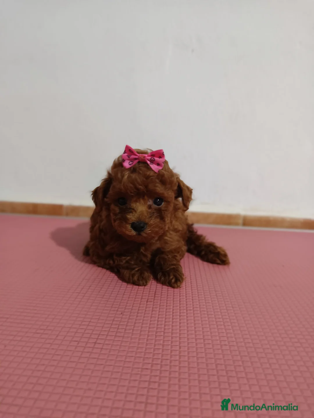 Caniche Toy perros en venta: Caniche toy - Anuncio 4