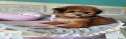 Maltipoo perros en venta: Maltipoo Toy muy bonita con vacunación completa!! - Anuncio 5