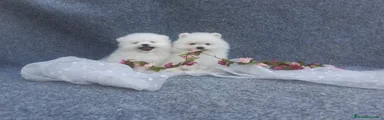 Pomerania Cachorro 2