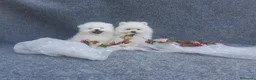 Pomerania perros en venta: PRECIOSO CACHORITO DE POMERANIA TOY    - Anuncio 12