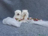 Pomerania Cachorro 2