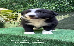 Border Collie perros en venta: Border Collie De Villa Biznaga - Imagen 10