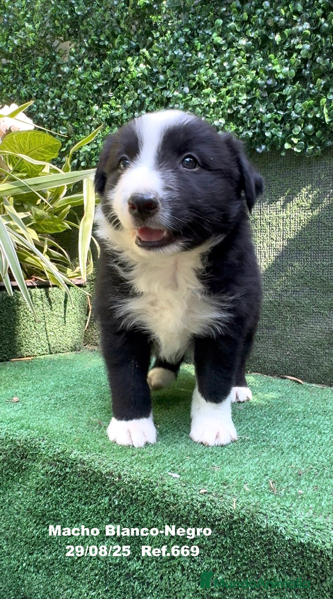 Border Collie perros en venta: Border Collie De Villa Biznaga - Imagen 10
