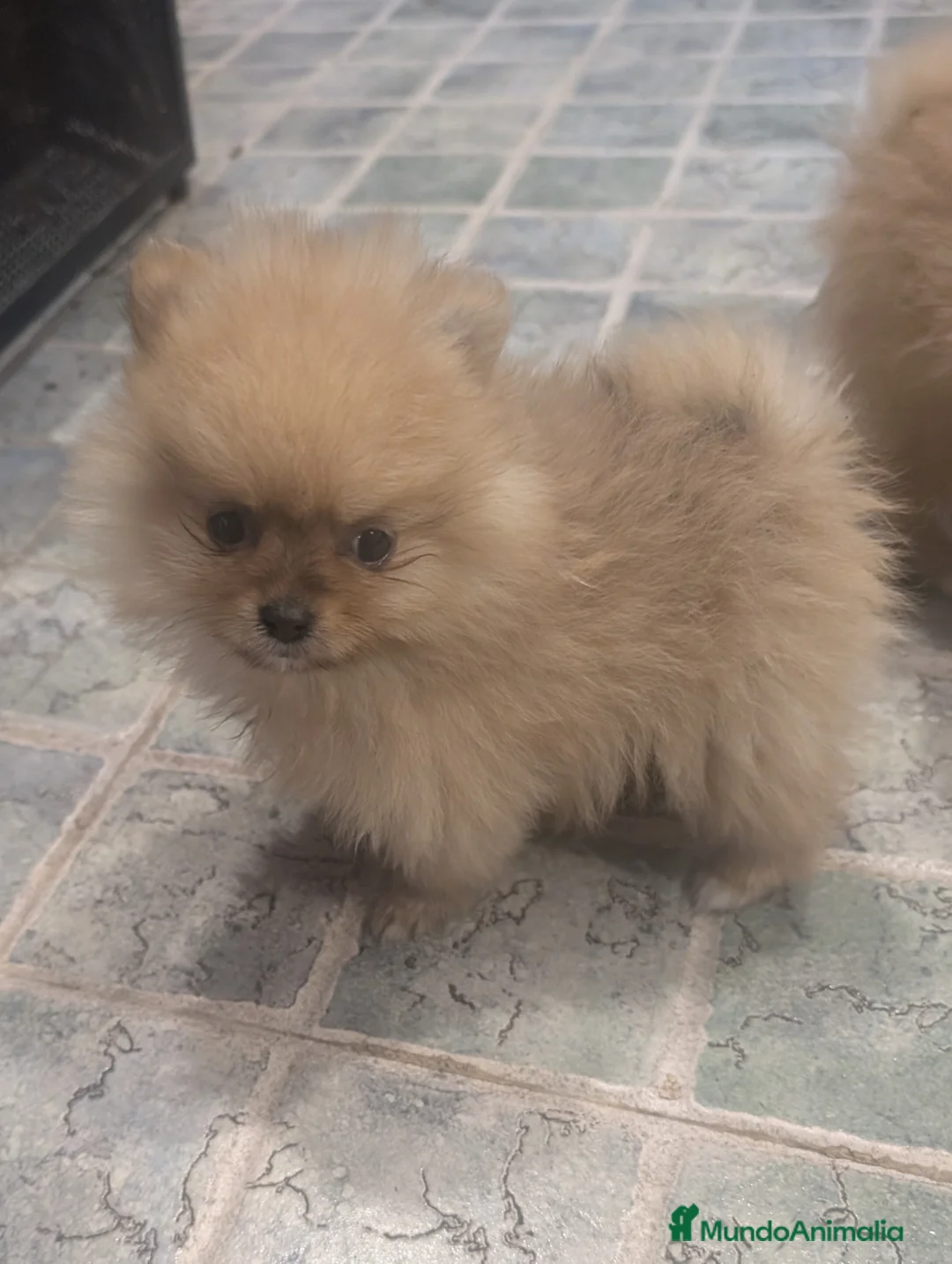 Spitz pequeño - Kleinspitz perros en venta: Kleinspitz pomerania  - Anuncio 2