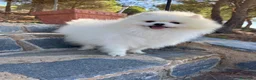 Pomerania perros en venta: Pomerania toy hembras disponibles  - Anuncio 2