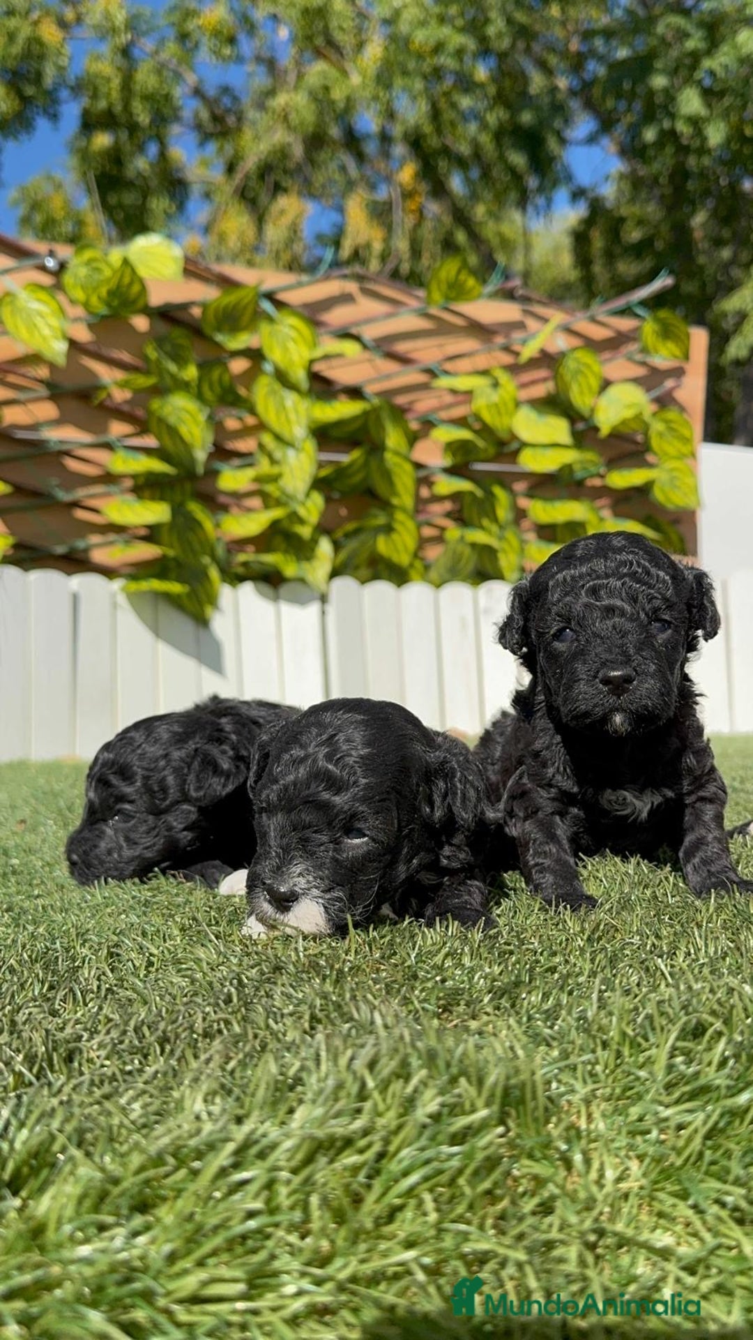 Caniche Toy perros en venta: CANICHE TOY - Imagen 14