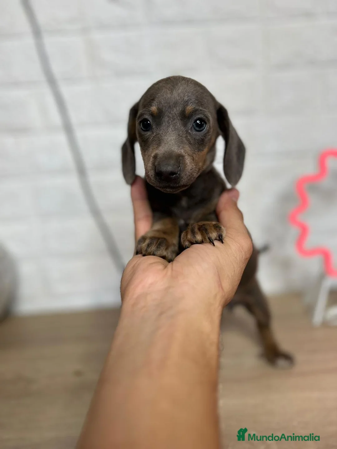 Teckel perros en venta: TECKEL PRECIOSOS !!!! en Badajoz - Anuncio 6