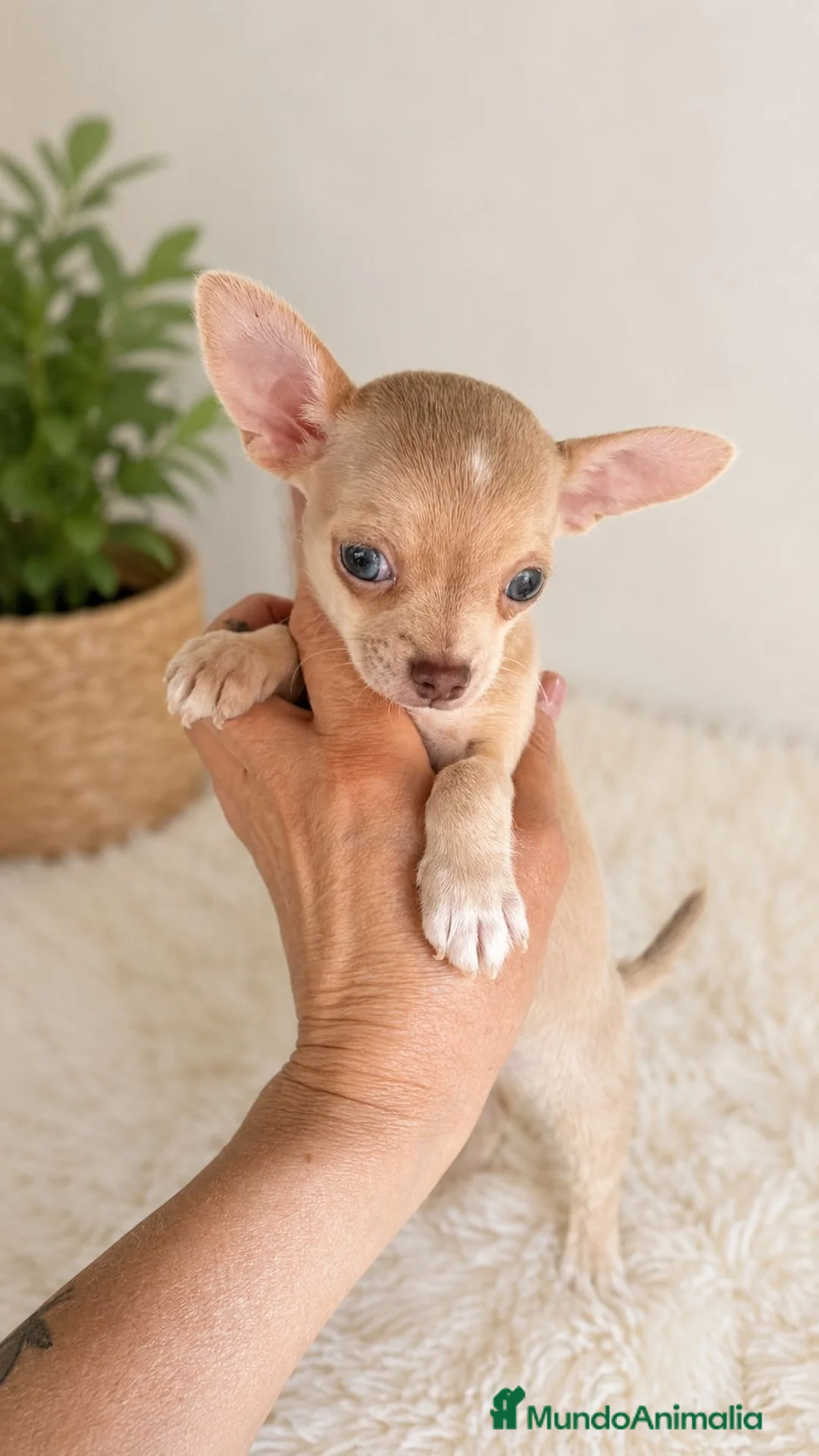 Chihuahua perros en venta: Chihuahua exotico - Anuncio 2