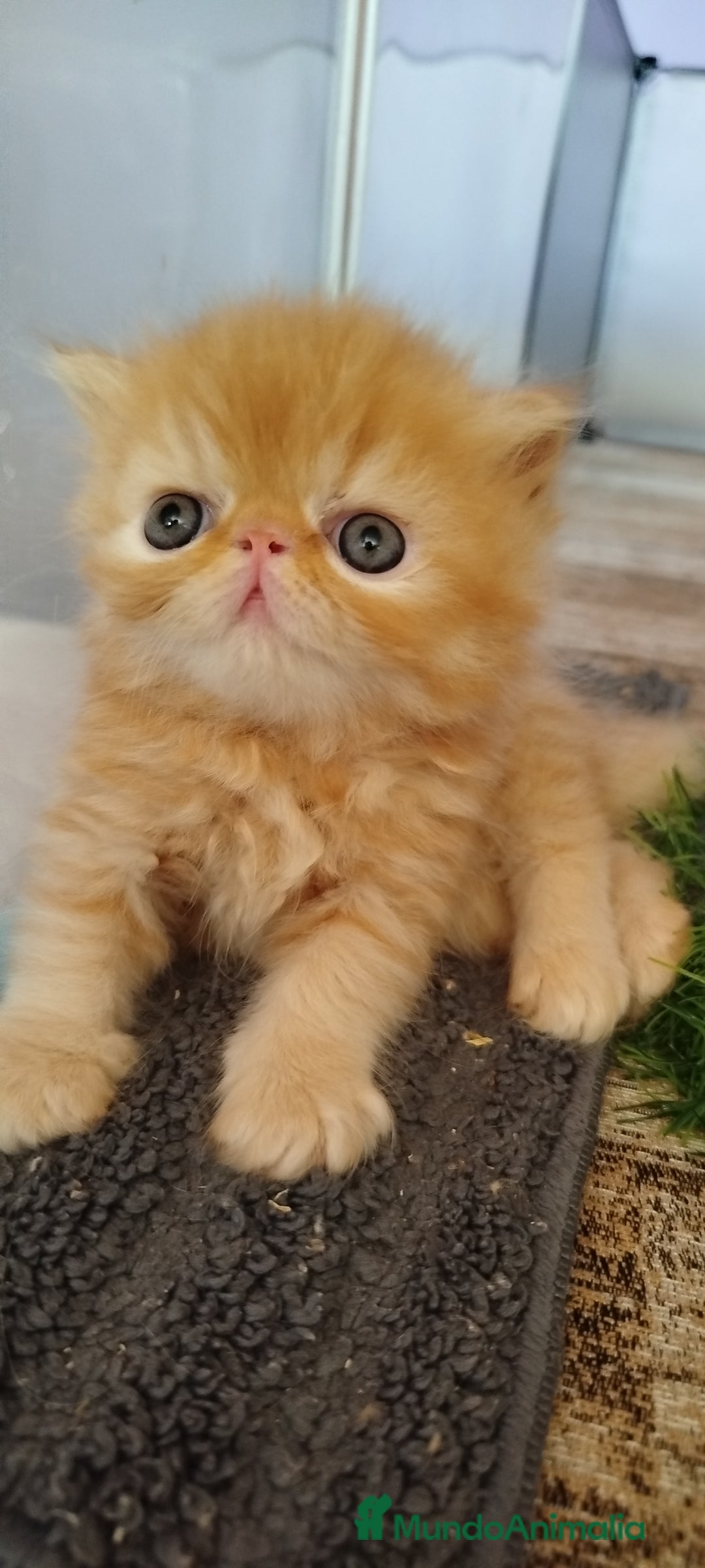 Persa gatos en venta: Gatito Persa Exotico Pura Raza - Imagen 2