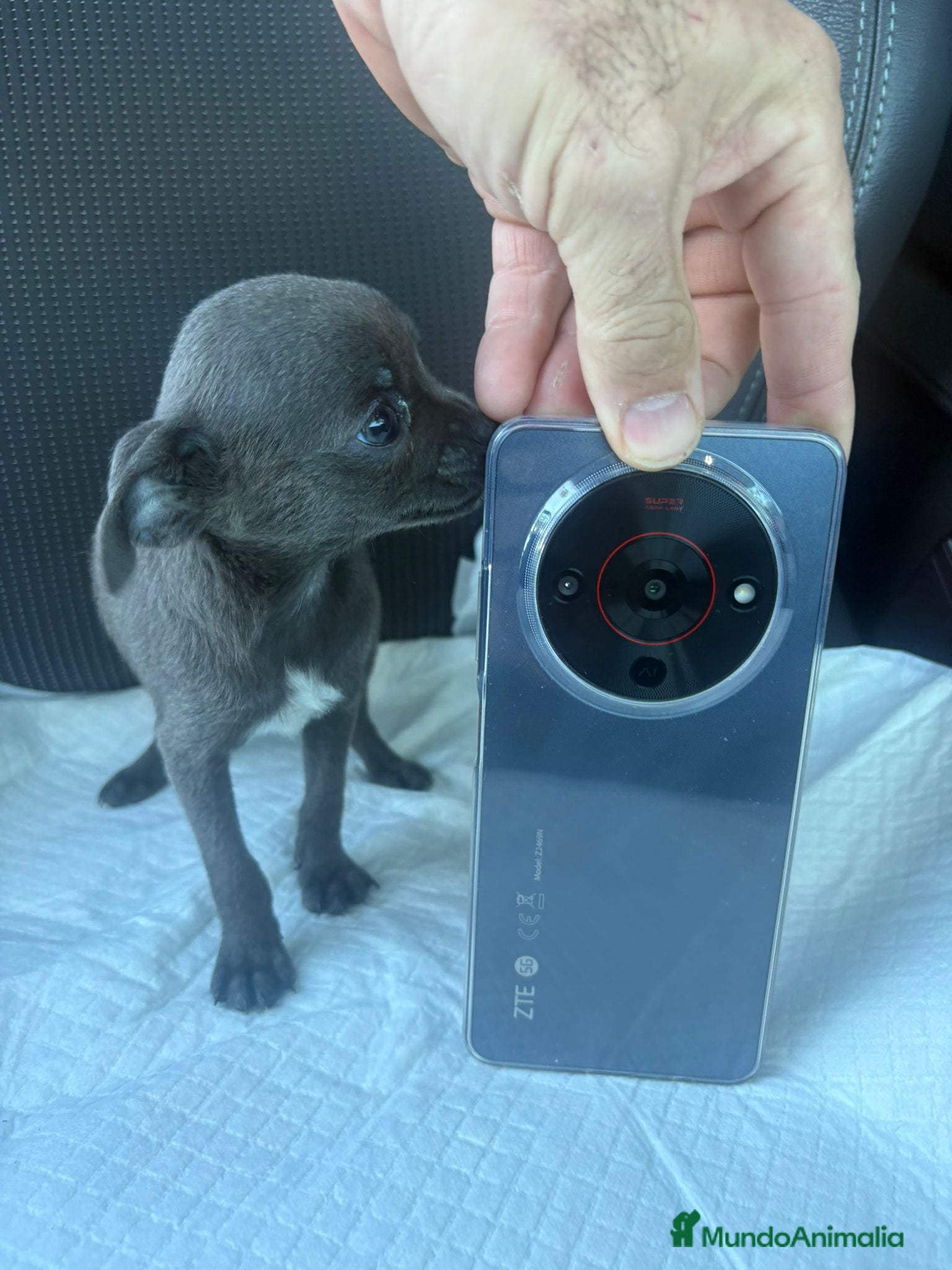 Chihuahua perros Chihuahua toy blue - Anuncio 3